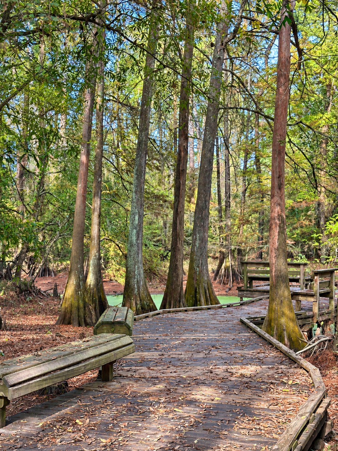 Wooded trail at Jesse H. Jones Park